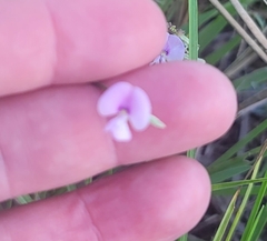 Strophostyles leiosperma