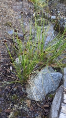 Juncus ensifolius
