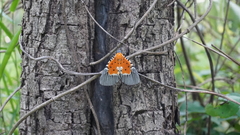 Peridrome orbicularis