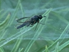 Brachycera