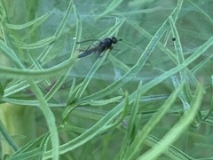 Brachycera