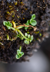 Cochlearia groenlandica