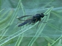 Brachycera