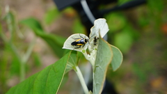 Hemithyrsocera vittata