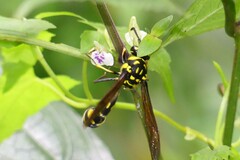 Phimenes flavopictus