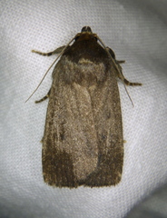 Amphipyra tragopoginis