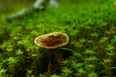 Coltricia cinnamomea