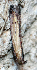 Elasmopalpus lignosella