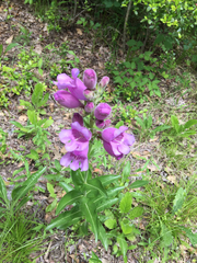 Penstemon cobaea