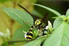 Phimenes flavopictus