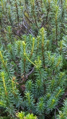 Phyllodoce empetriformis