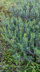 Phyllodoce empetriformis