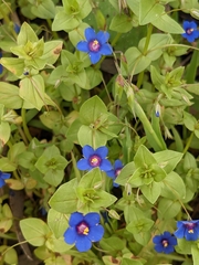 Lysimachia arvensis caerulea
