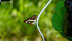 Neptis