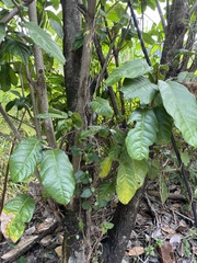 Sterculia monosperma