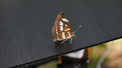 Neptis