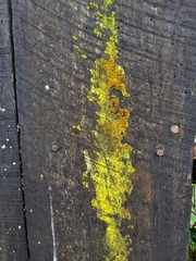 Chrysothrix candelaris