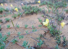 Lampranthus procumbens