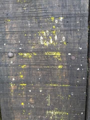 Chrysothrix candelaris