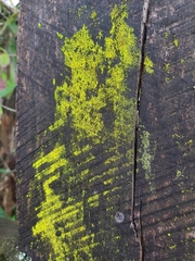 Chrysothrix candelaris