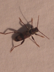 Xylotrechus colonus