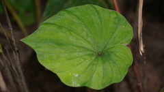 Nervilia
