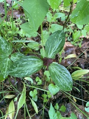 Trillium recurvatum