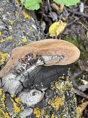 Coriolopsis gallica
