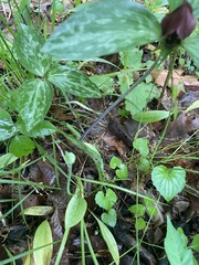 Trillium recurvatum