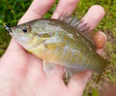 Lepomis auritus