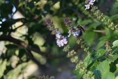 Sphex flavovestitus