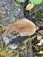Coriolopsis gallica