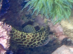 Epinephelus merra