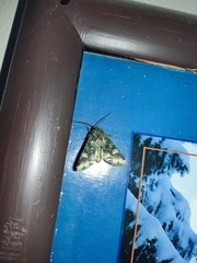 Lacinipolia implicata