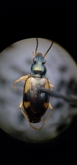Bembidion corgenoma