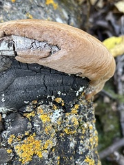 Coriolopsis gallica