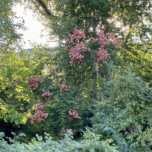 Koelreuteria bipinnata