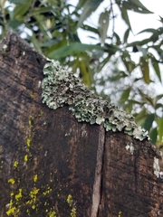 Flavopunctelia soredica