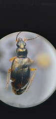 Bembidion corgenoma