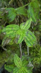 Erythranthe lewisii