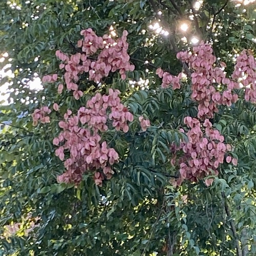 Koelreuteria bipinnata