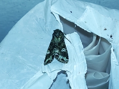 Lacinipolia implicata