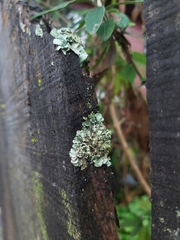 Flavopunctelia soredica