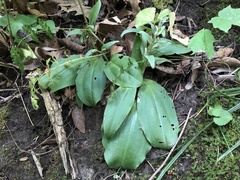 Galearis spectabilis