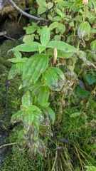 Erythranthe lewisii