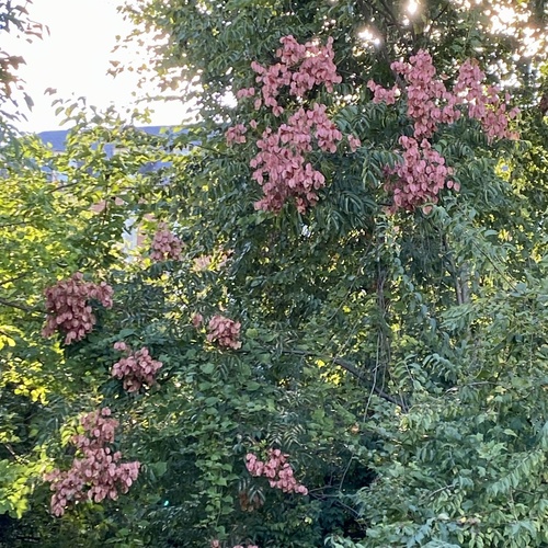 Koelreuteria bipinnata
