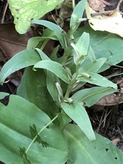 Galearis spectabilis