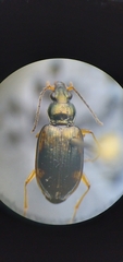 Bembidion corgenoma