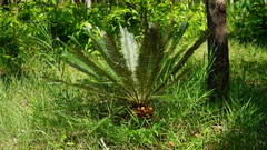 Cycas