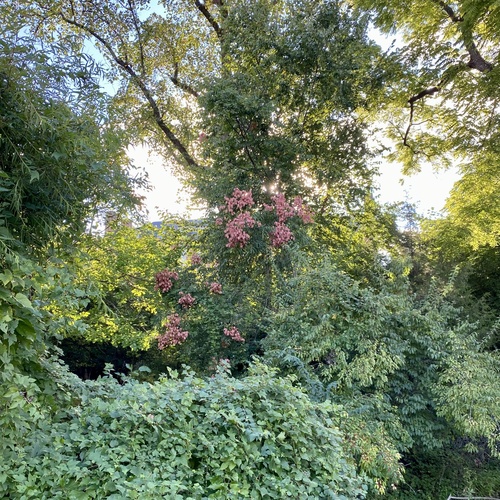 Koelreuteria bipinnata